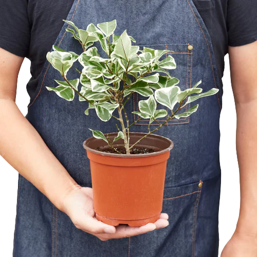 Ficus Elastica 'Triangularis' Variegated - House Plant Shop