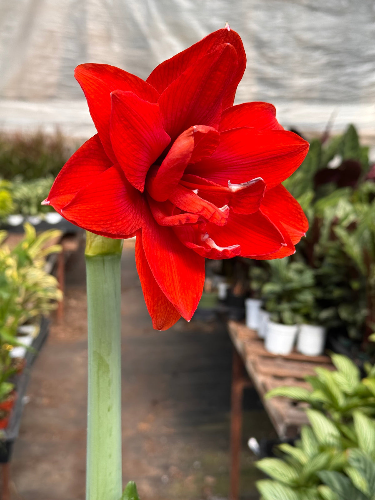 Hippeastrum Amaryllis Red - House Plant Shop