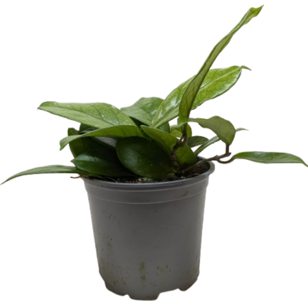 Hoya Fungii - House Plant Shop