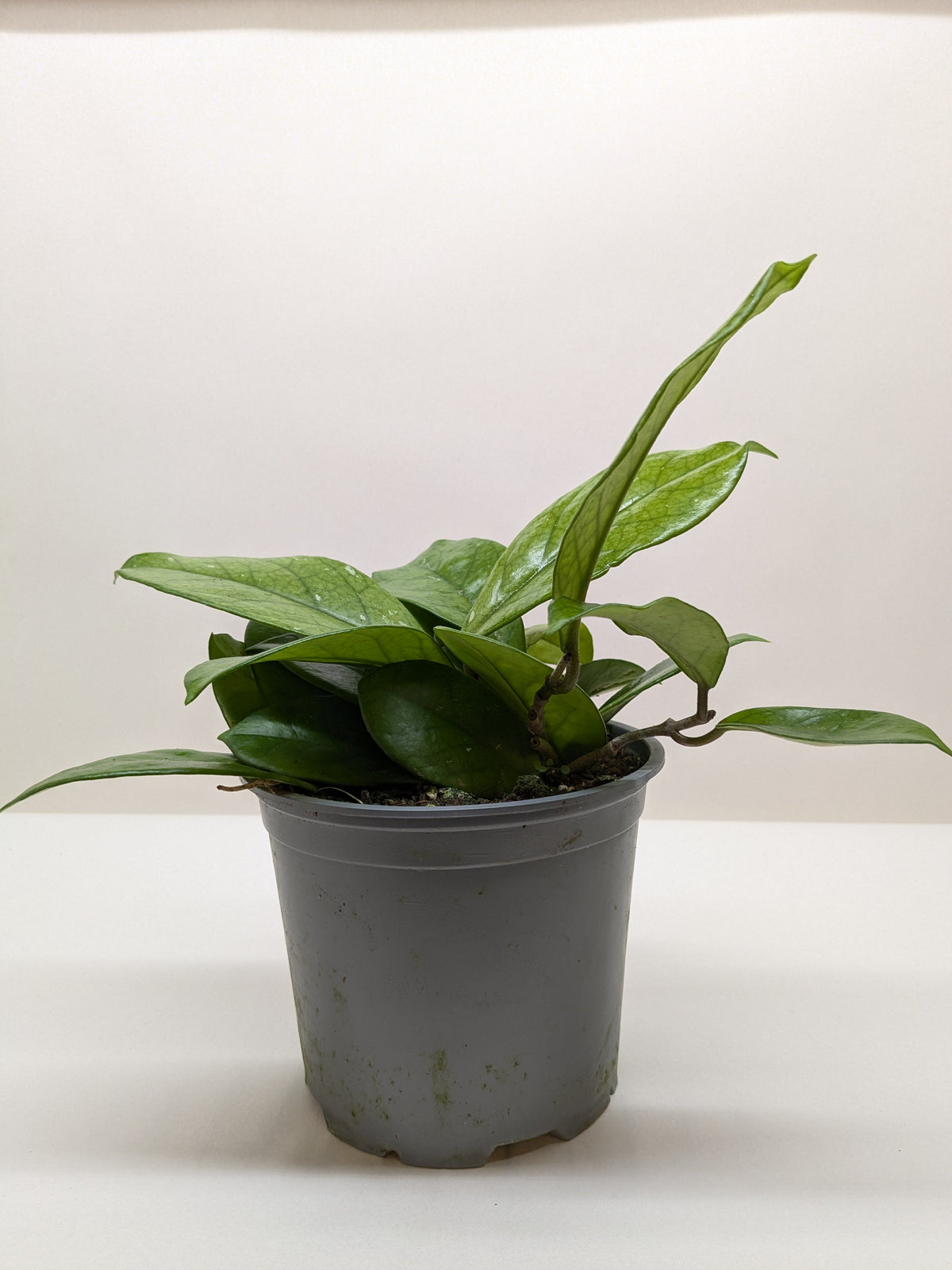 Hoya Fungii - House Plant Shop