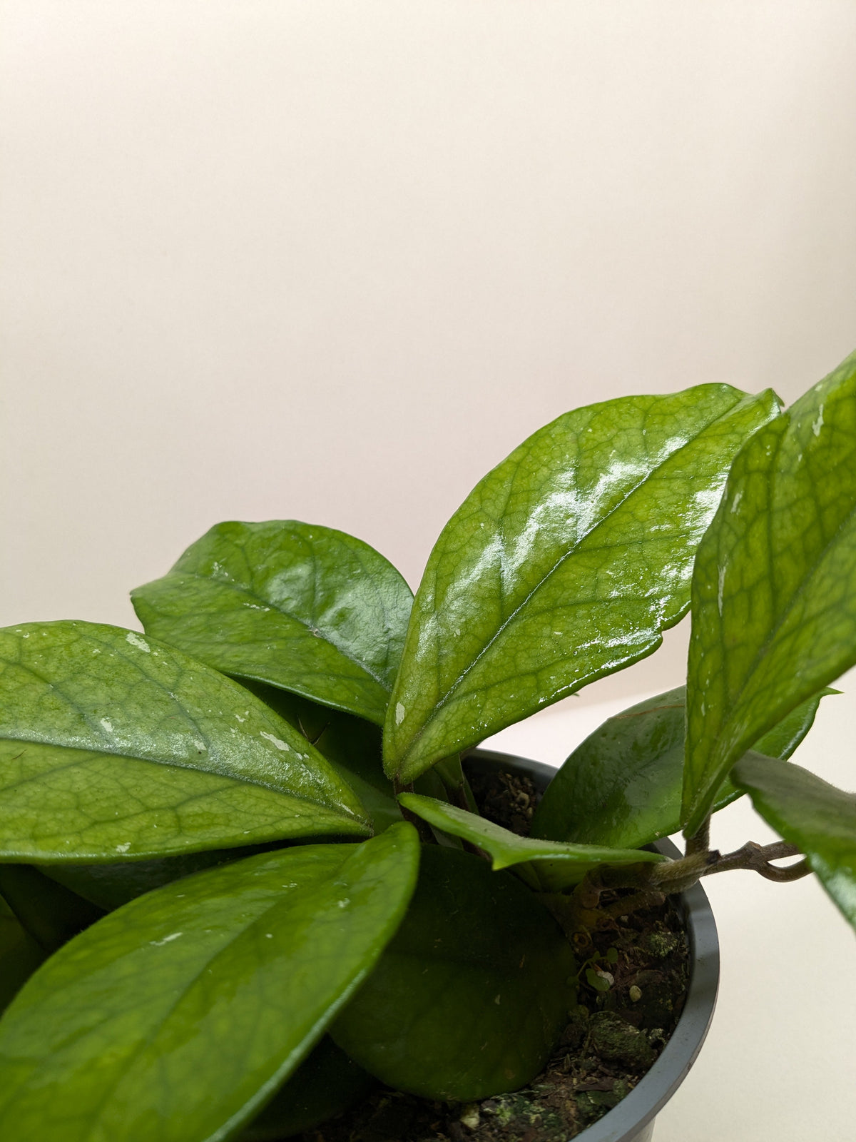 Hoya Fungii - House Plant Shop