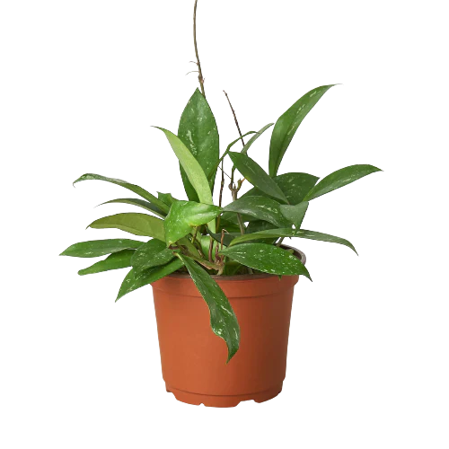 Hoya 'Publicalyx' - House Plant Shop