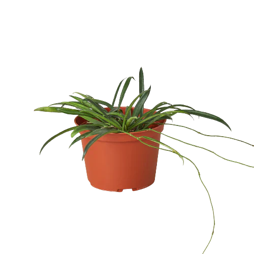 Hoya 'String Bean' - House Plant Shop