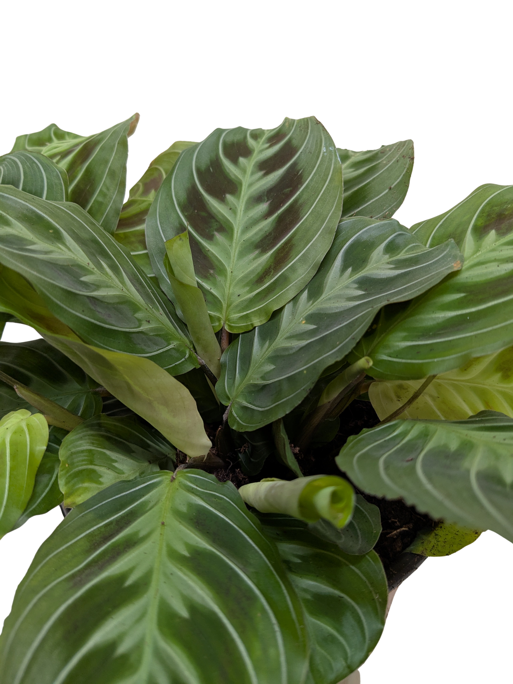 Maranta Black - House Plant Shop