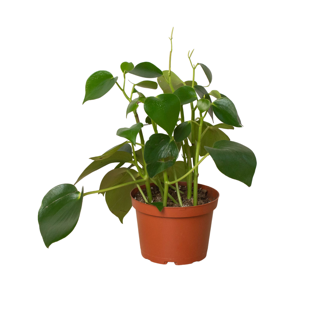 Peperomia 'Raindrop' - House Plant Shop