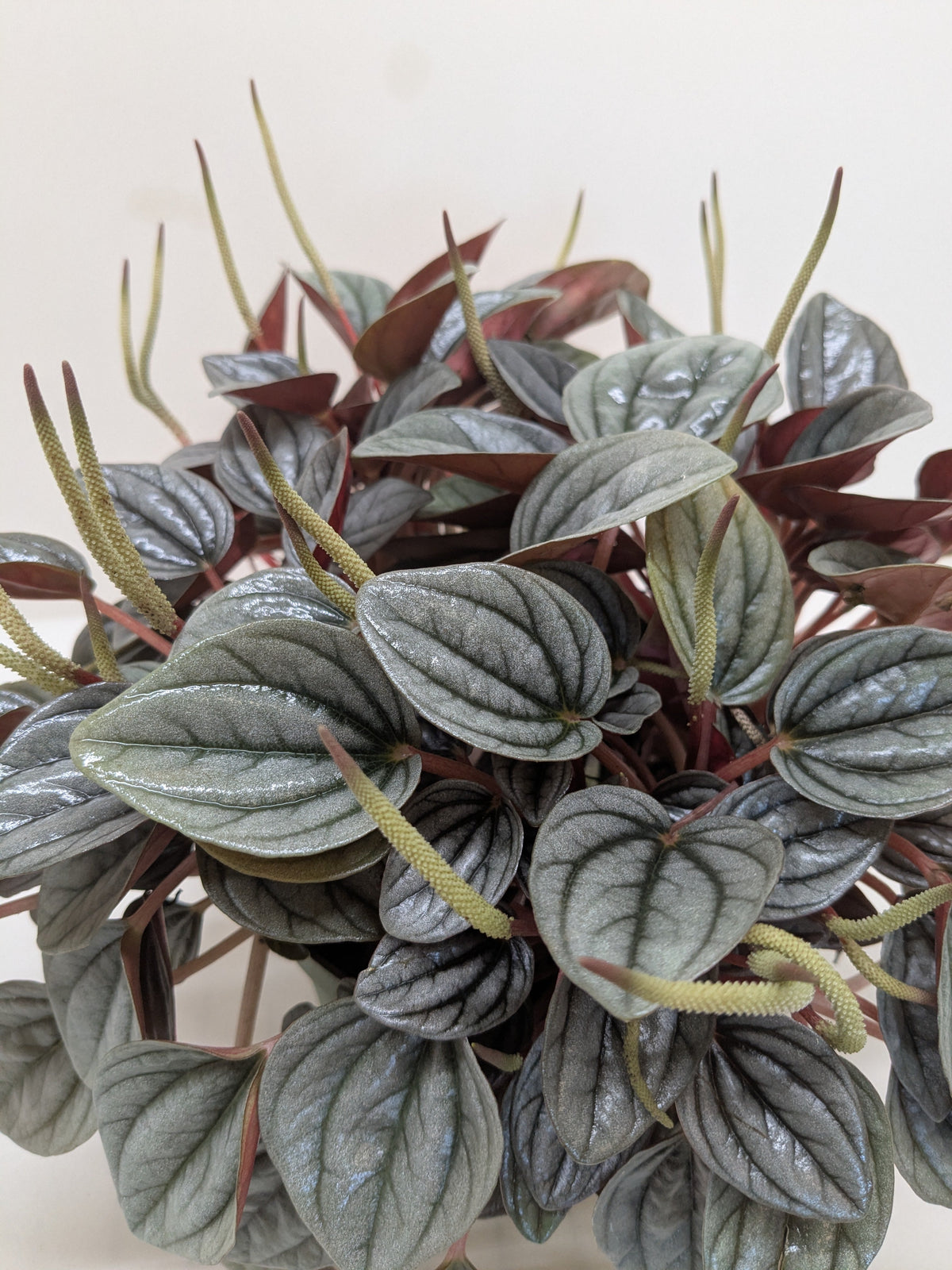 Peperomia 'San Marino' - House Plant Shop