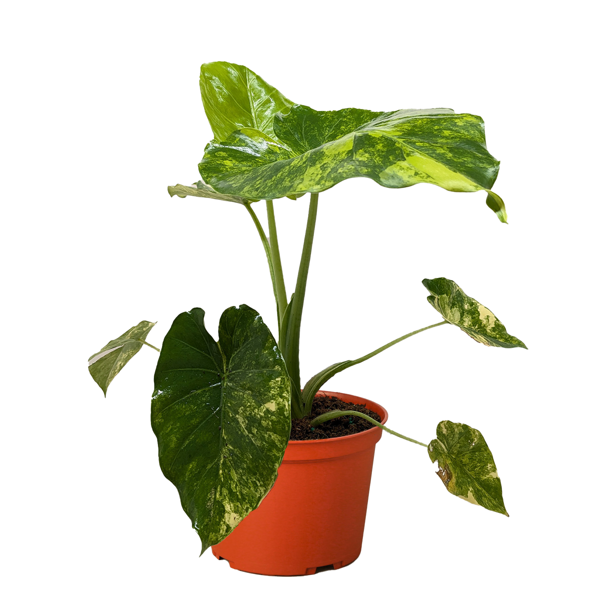 Philodendron Burle Marx Albo - House Plant Shop