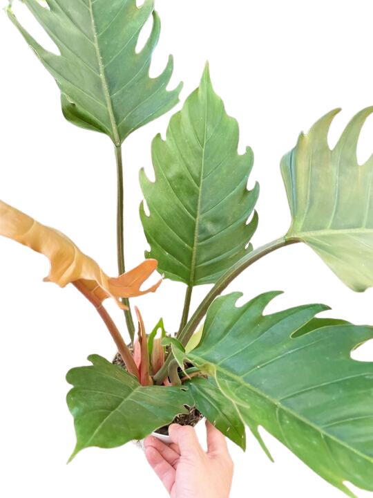 Philodendron Caramel Pluto - House Plant Shop