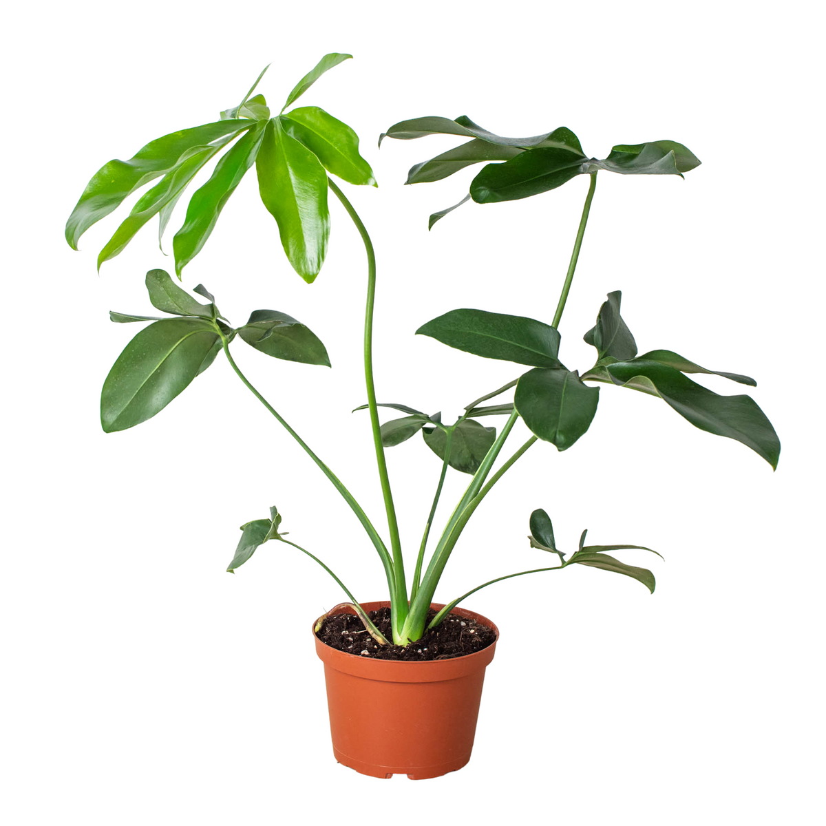 Philodendron 'Goeldii' - House Plant Shop