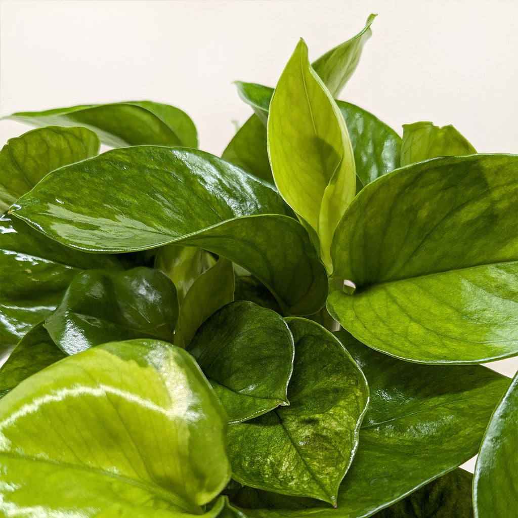 Pothos 'Lemon Top' - House Plant Shop