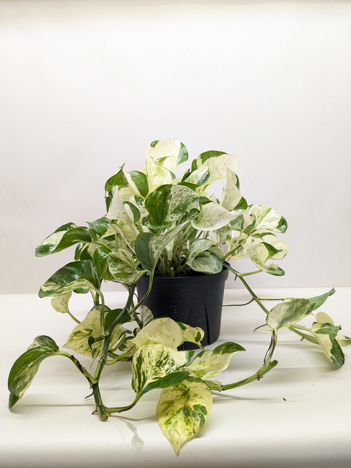 Pothos Manjula - House Plant Shop