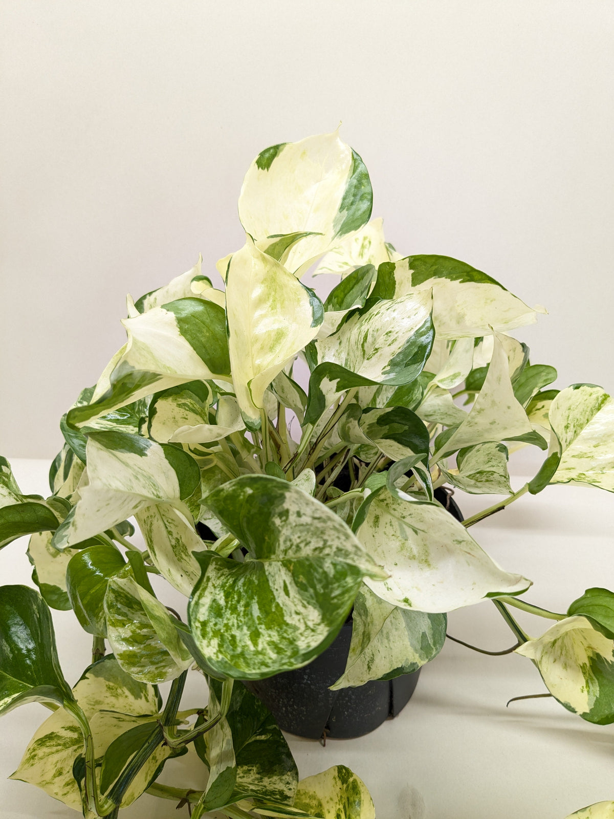 Pothos Manjula - House Plant Shop