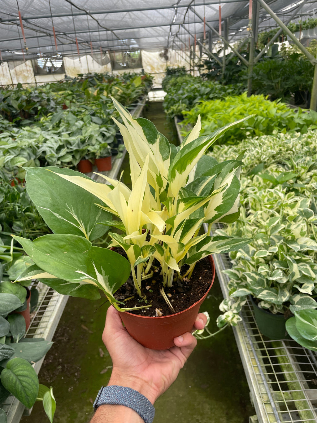 Pothos 'Mutant Manjula' - House Plant Shop