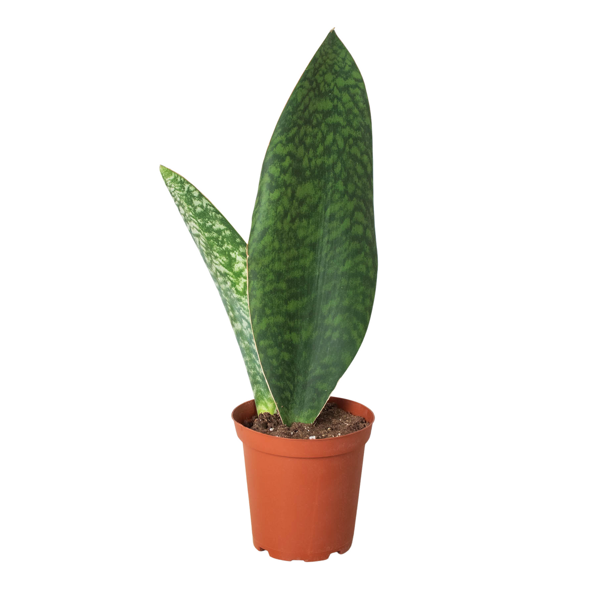 Shark Fin Snake Plant - House Plant Shop