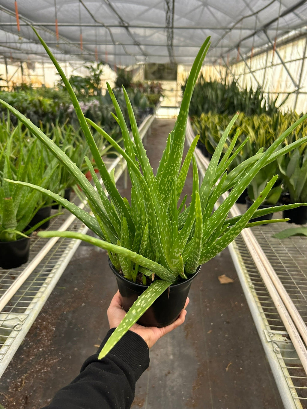 Aloe Vera - House Plant Shop