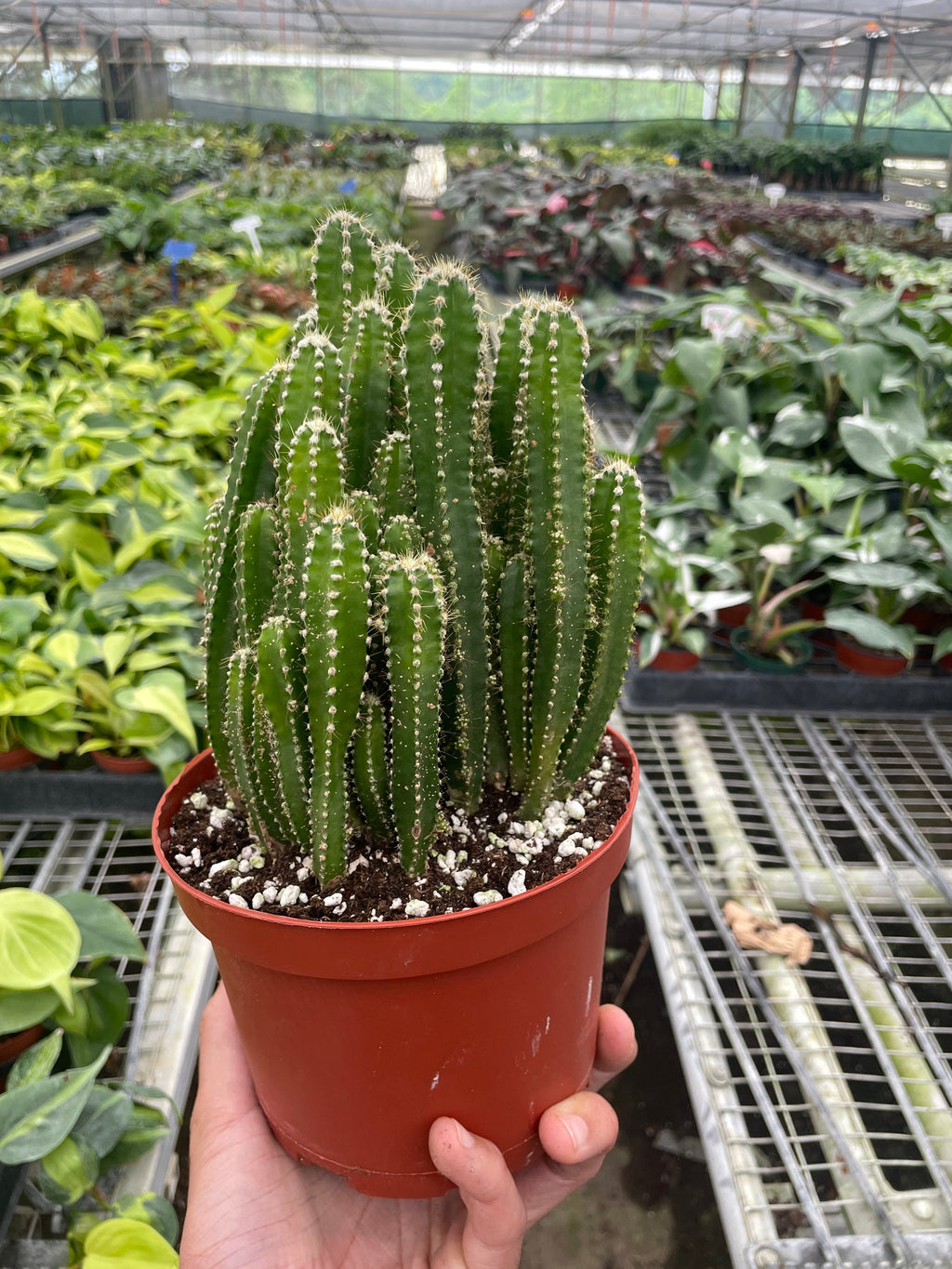 Fairy Castle Cactus - House Plant Shop