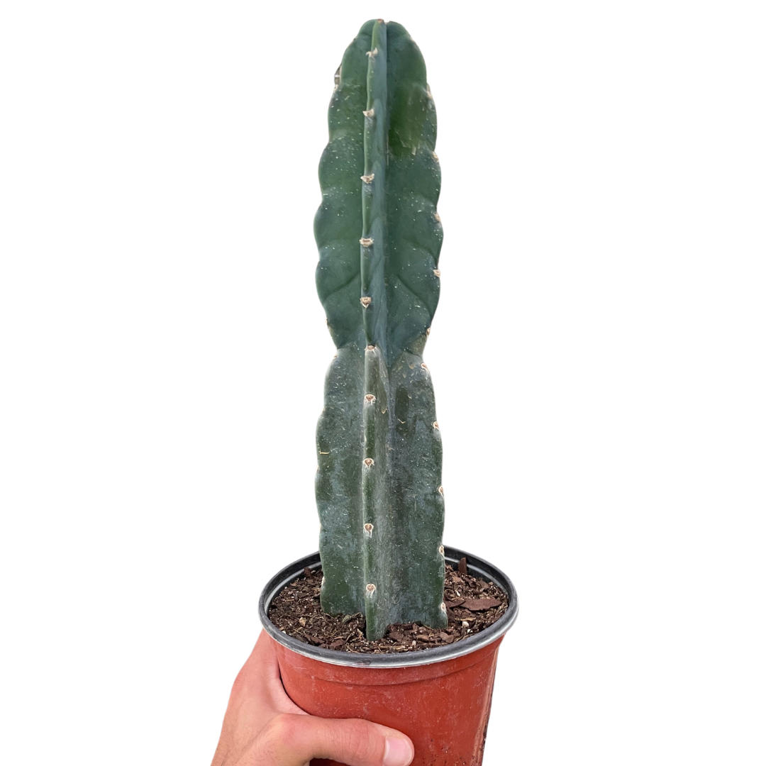 Succulent Cereus Cuddly Cactus - House Plant Shop