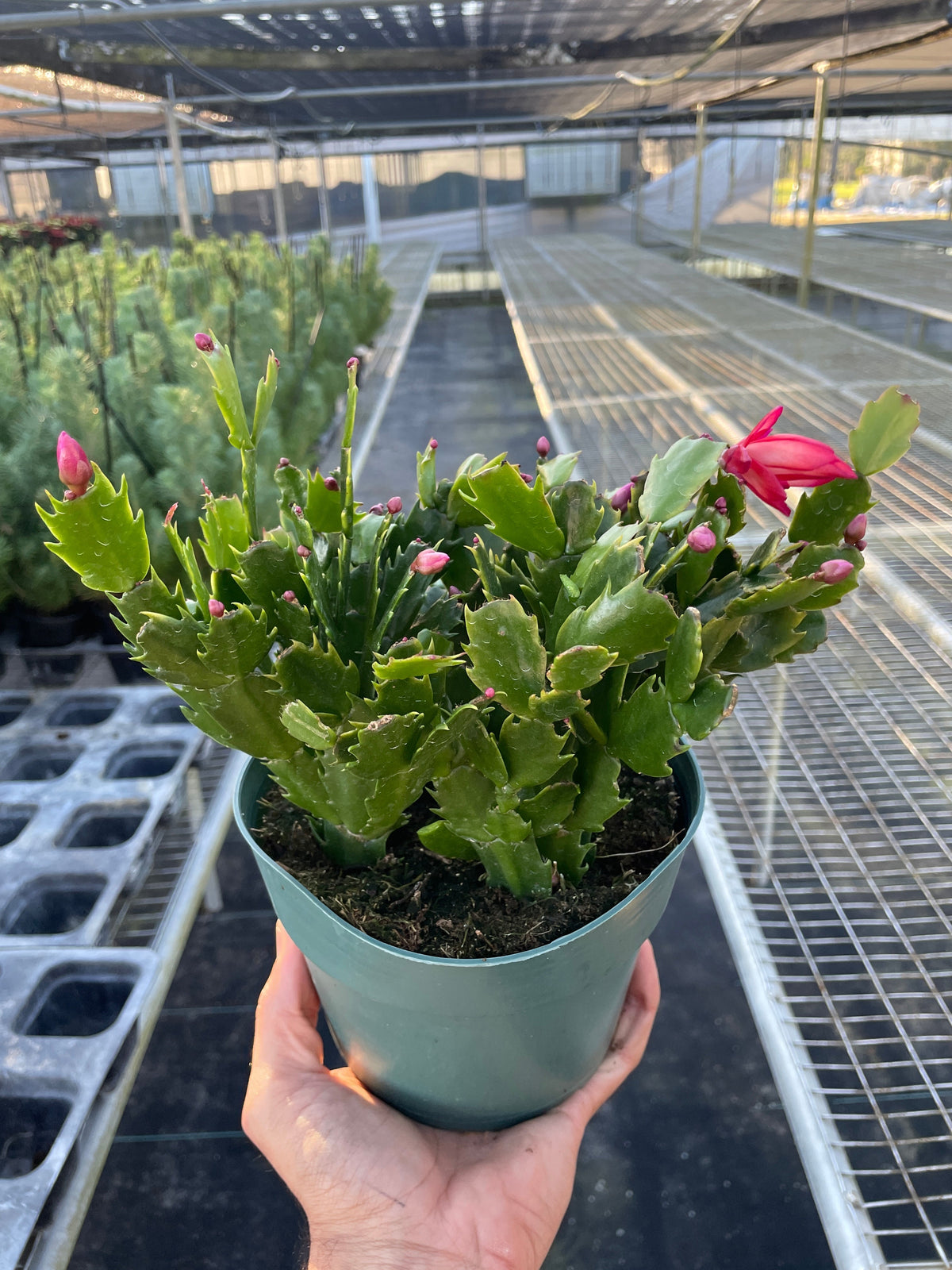 Zygocactus 'Christmas Cactus' - House Plant Shop