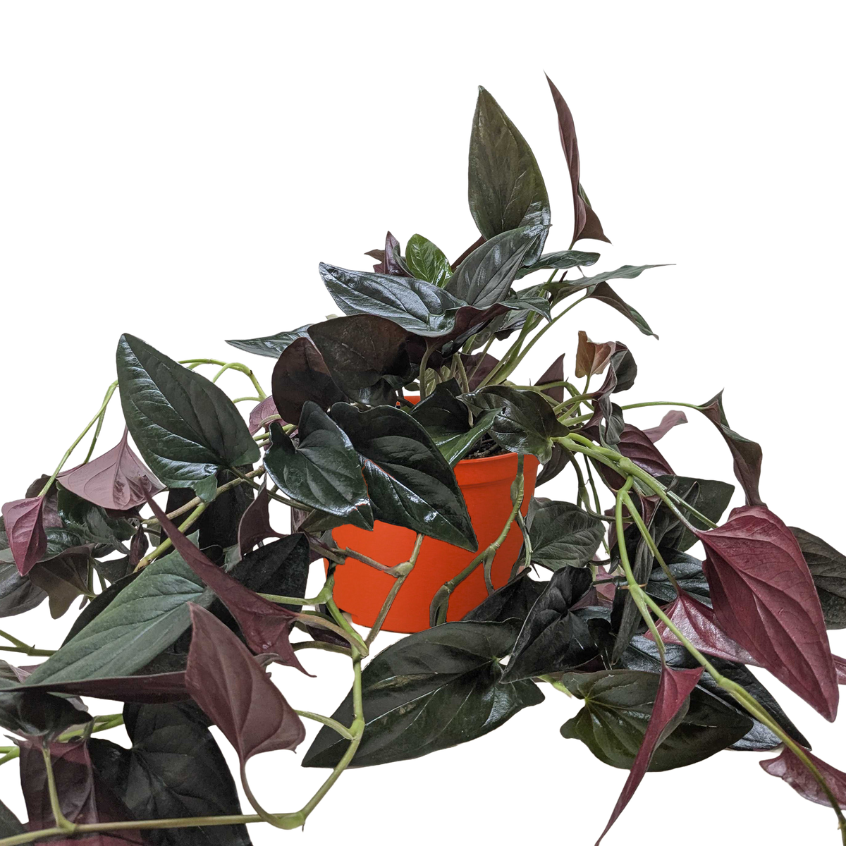 Syngonium 'Red Arrow' - House Plant Shop