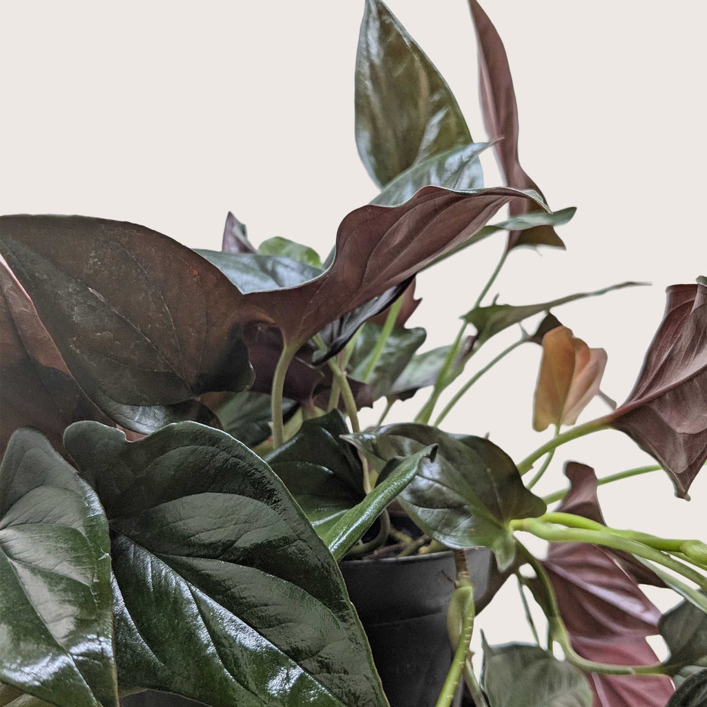 Syngonium 'Red Arrow' - House Plant Shop