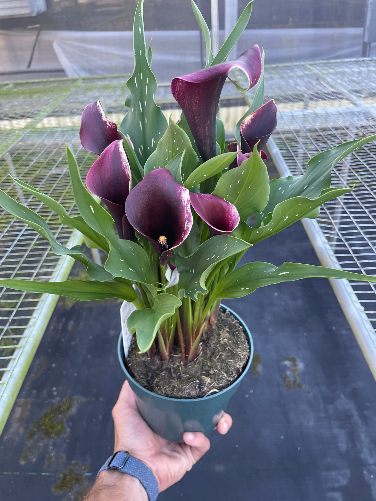 Calla Lily - House Plant Shop