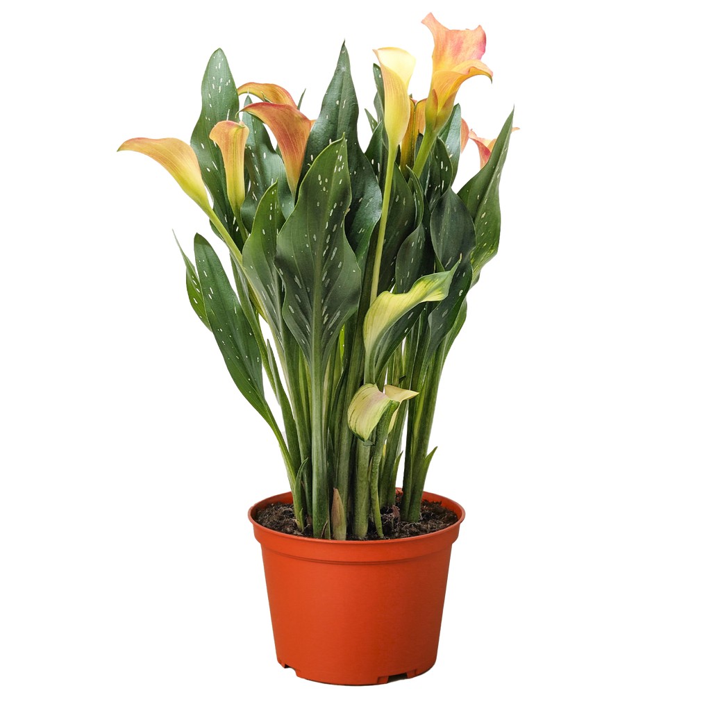 Calla Lily - House Plant Shop