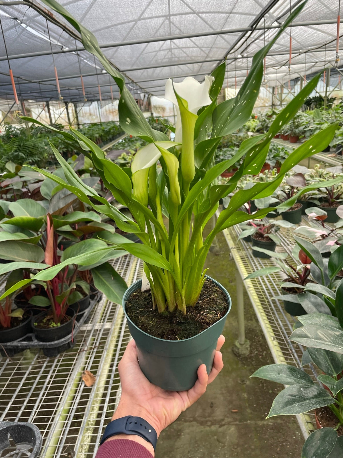 Calla Lily - House Plant Shop