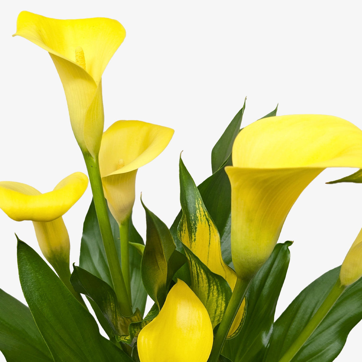 Calla Lily - House Plant Shop