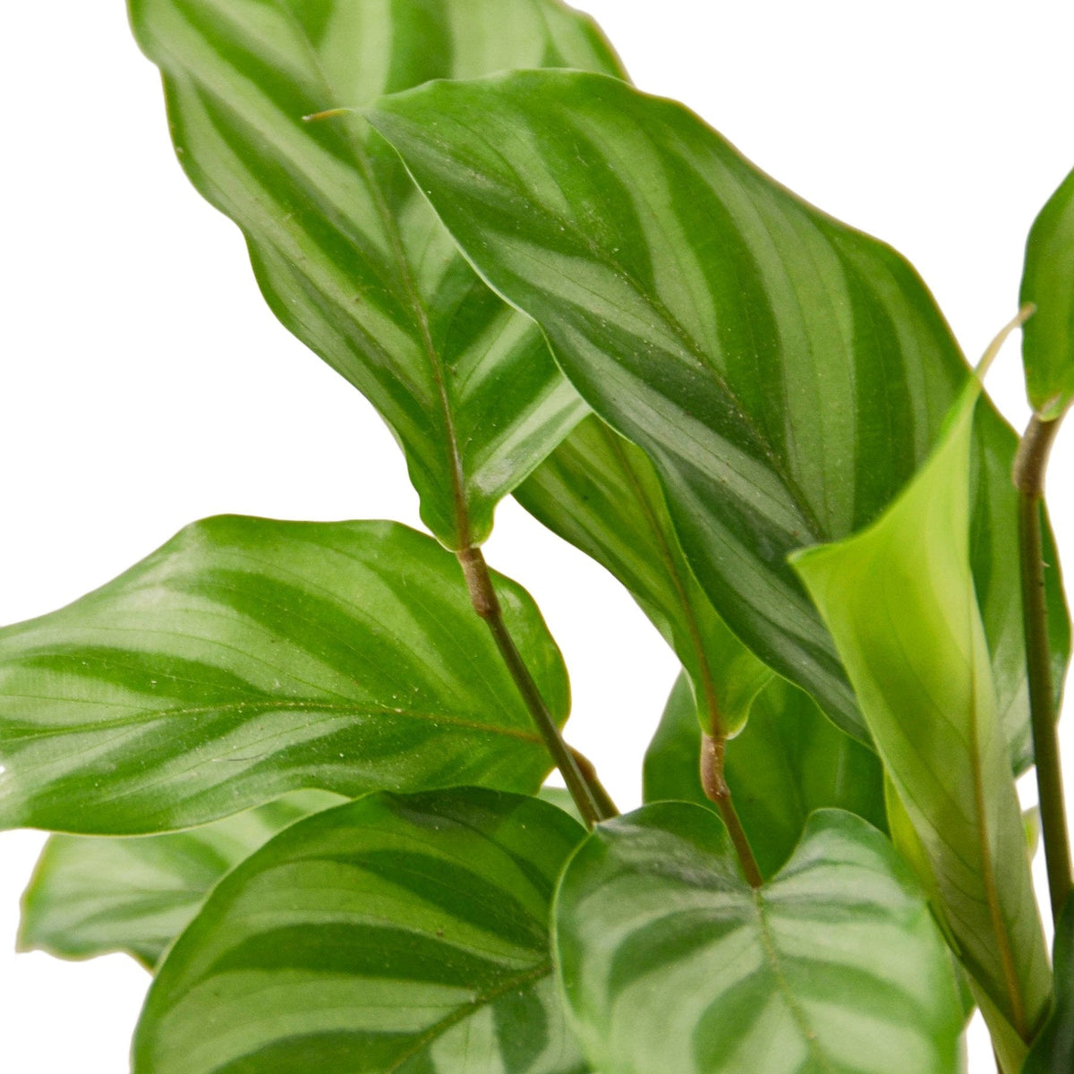 Calathea Concinna 'Freddie' - House Plant Shop