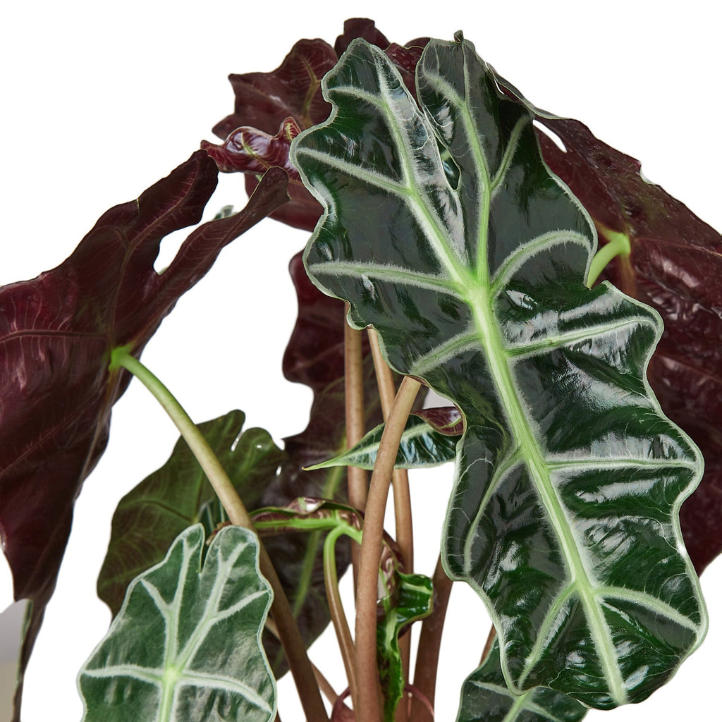 Alocasia Polly 'African Mask' - House Plant Shop