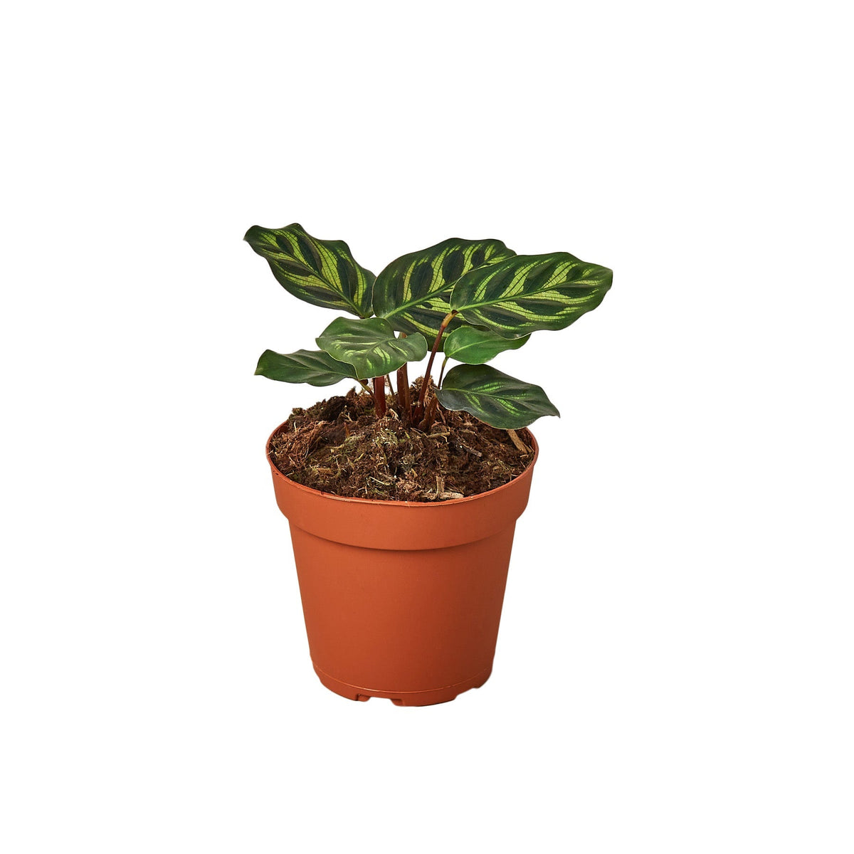 Calathea 'Makoyana' - House Plant Shop