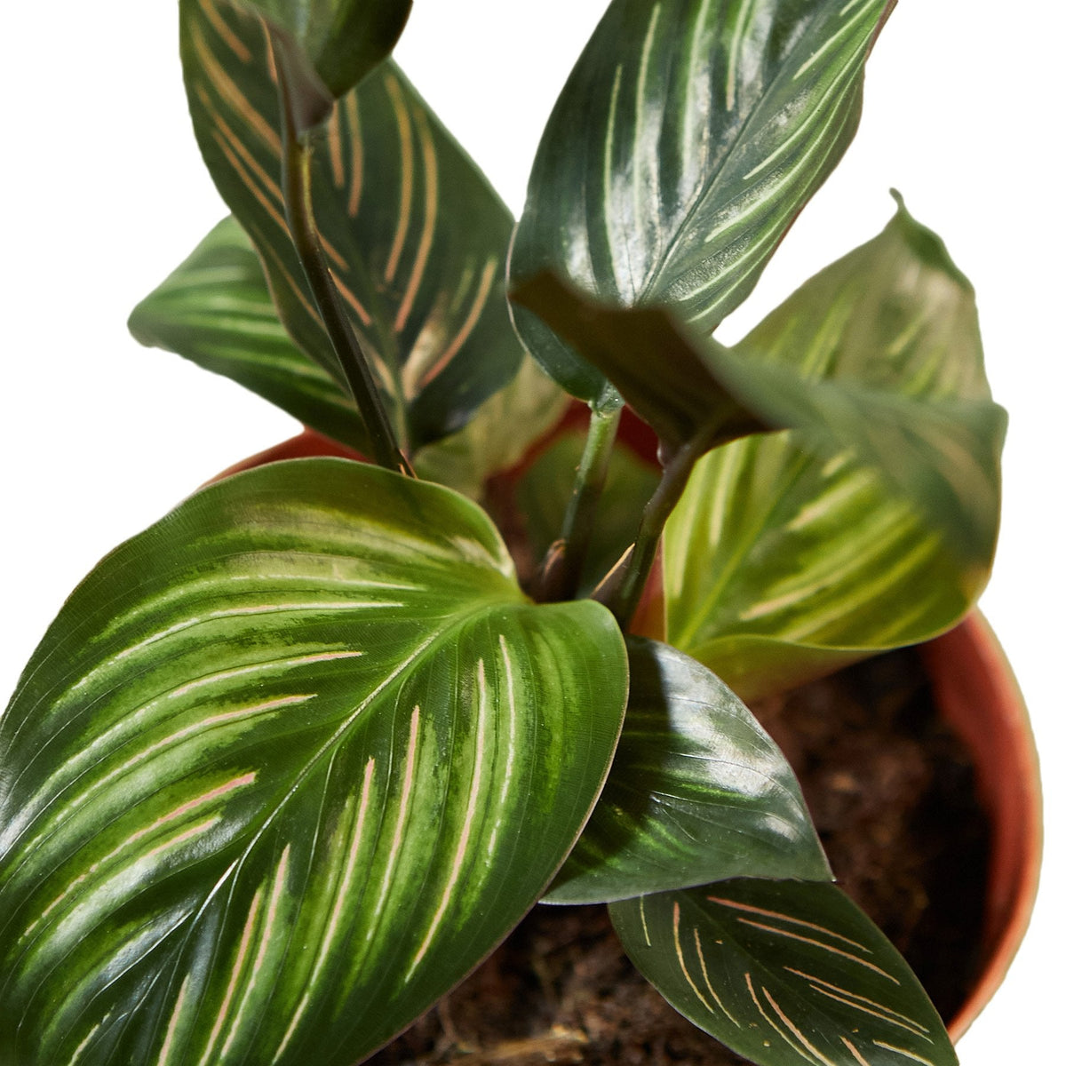 Calathea 'Beauty Star' - House Plant Shop