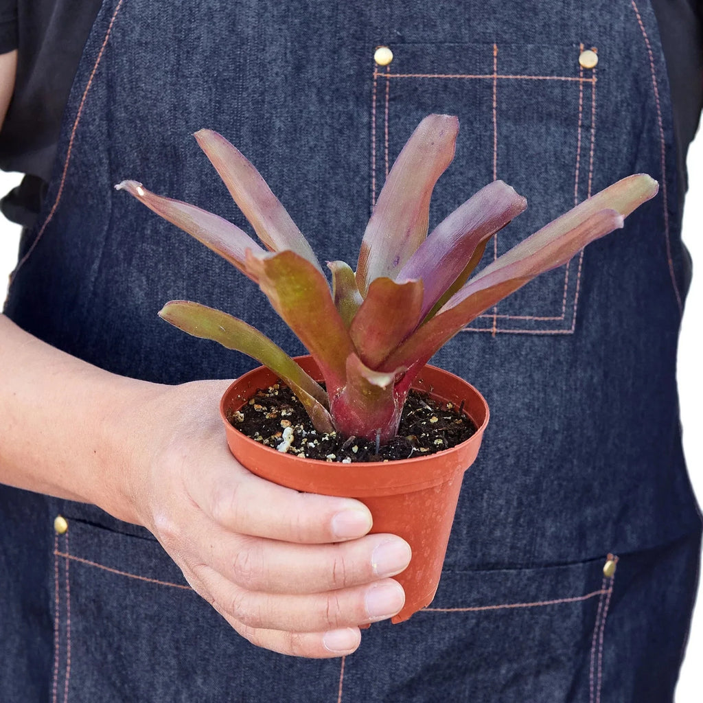 Bromeliad 'Fireball' - House Plant Shop