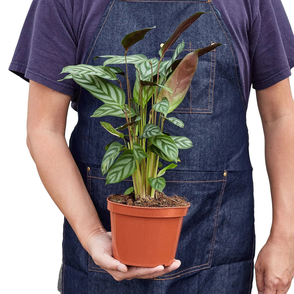 Calathea 'Grey Star' - House Plant Shop