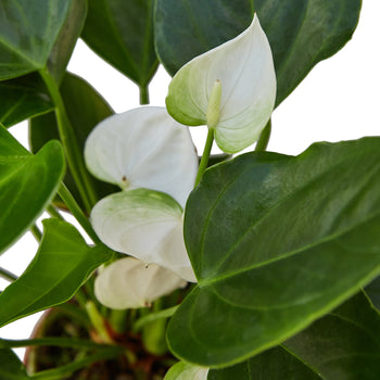 Anthurium 'White' - House Plant Shop