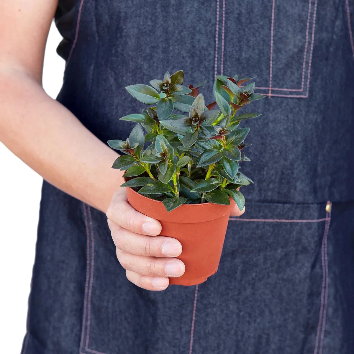 Nematanthus Black Goldfish Plant - House Plant Shop