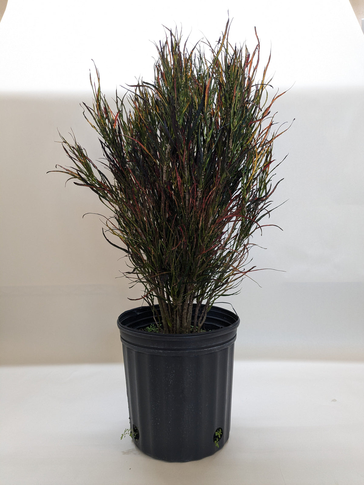 Croton 'Picasso' - House Plant Shop
