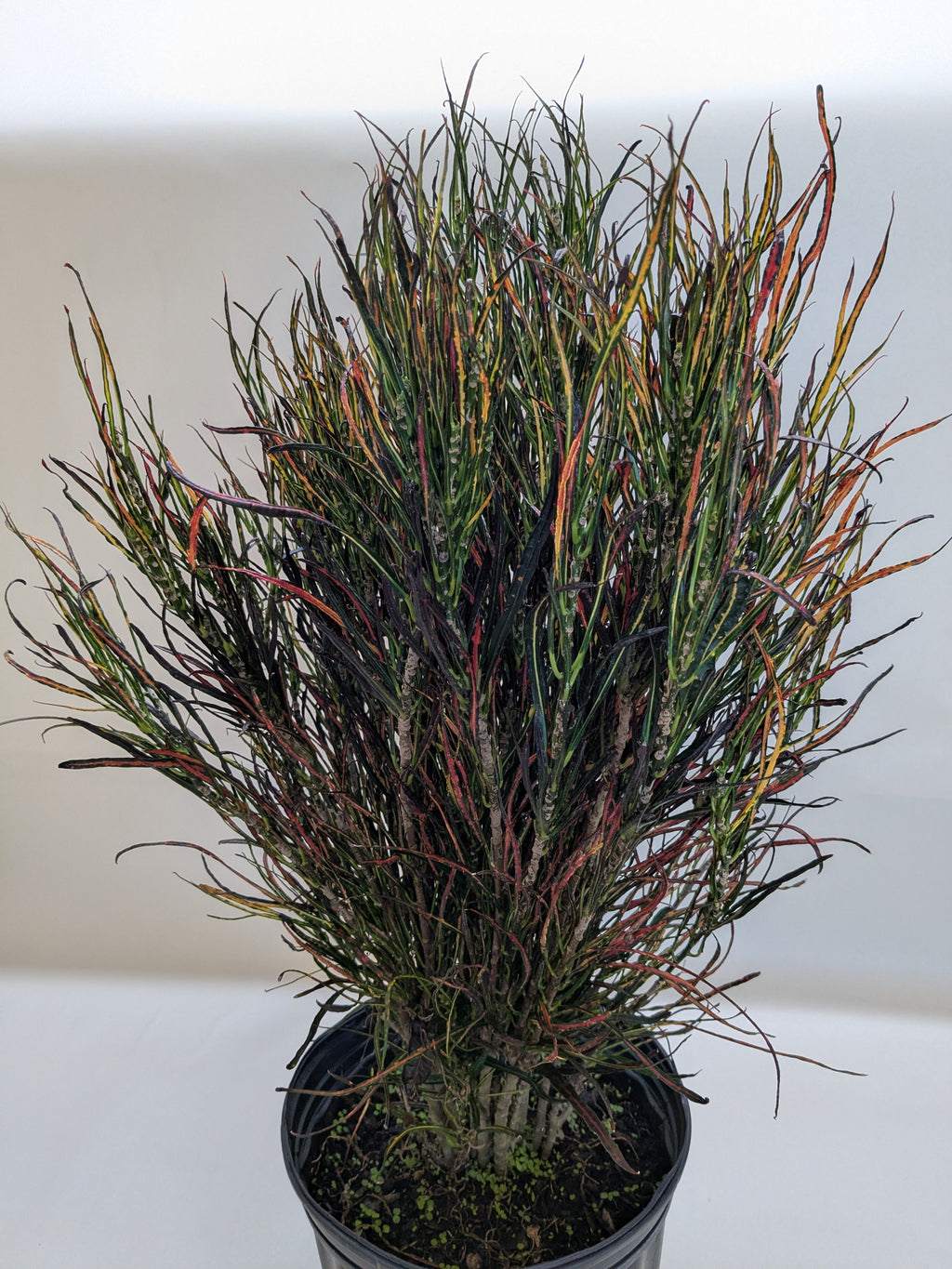 Croton 'Picasso' - House Plant Shop