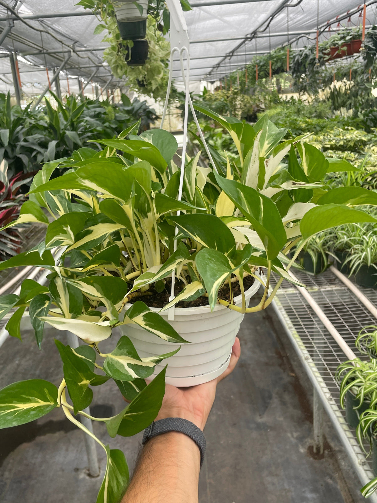 Pothos 'Mutant Manjula' - House Plant Shop