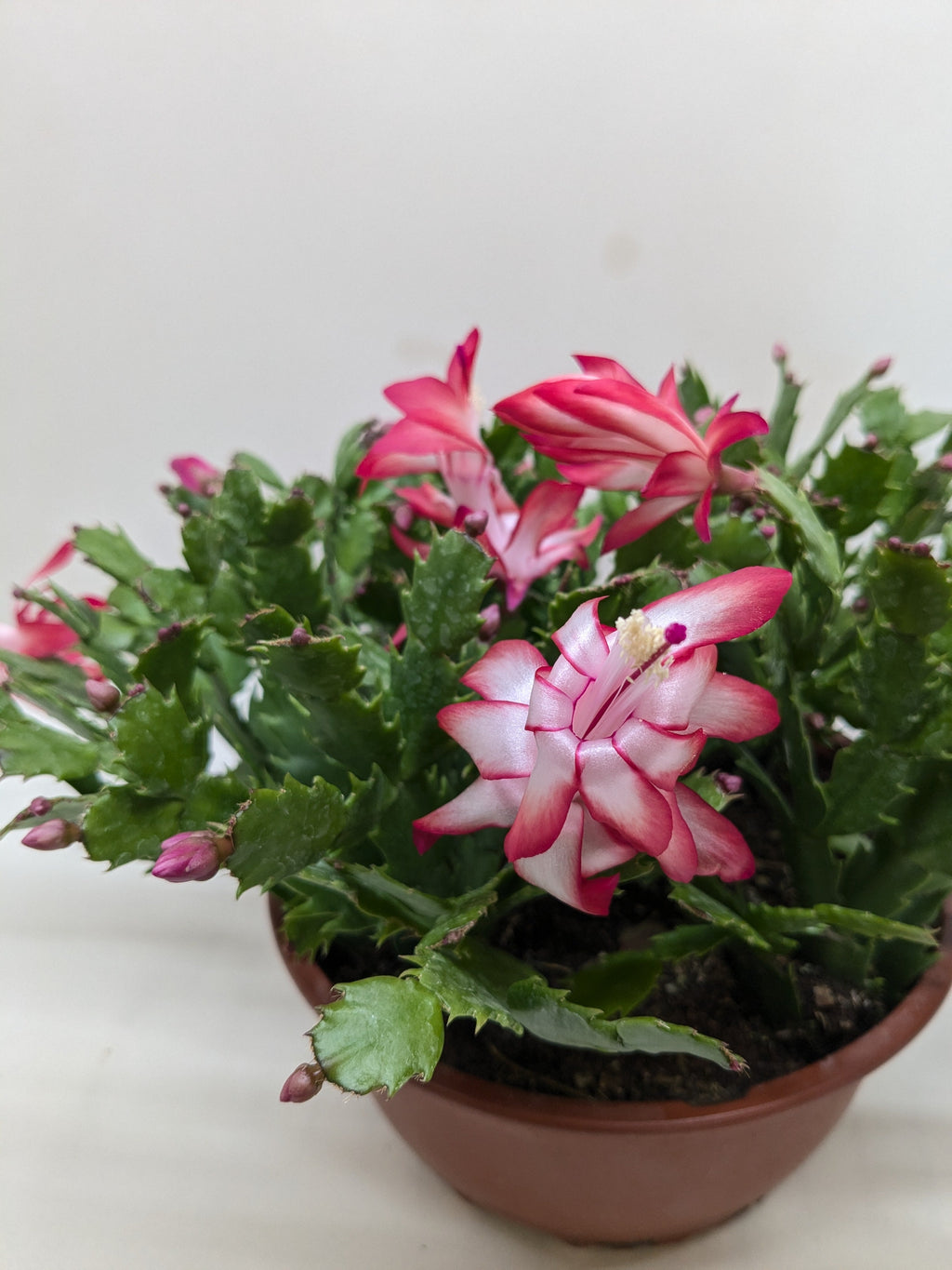 Zygocactus 'Christmas Cactus' - House Plant Shop