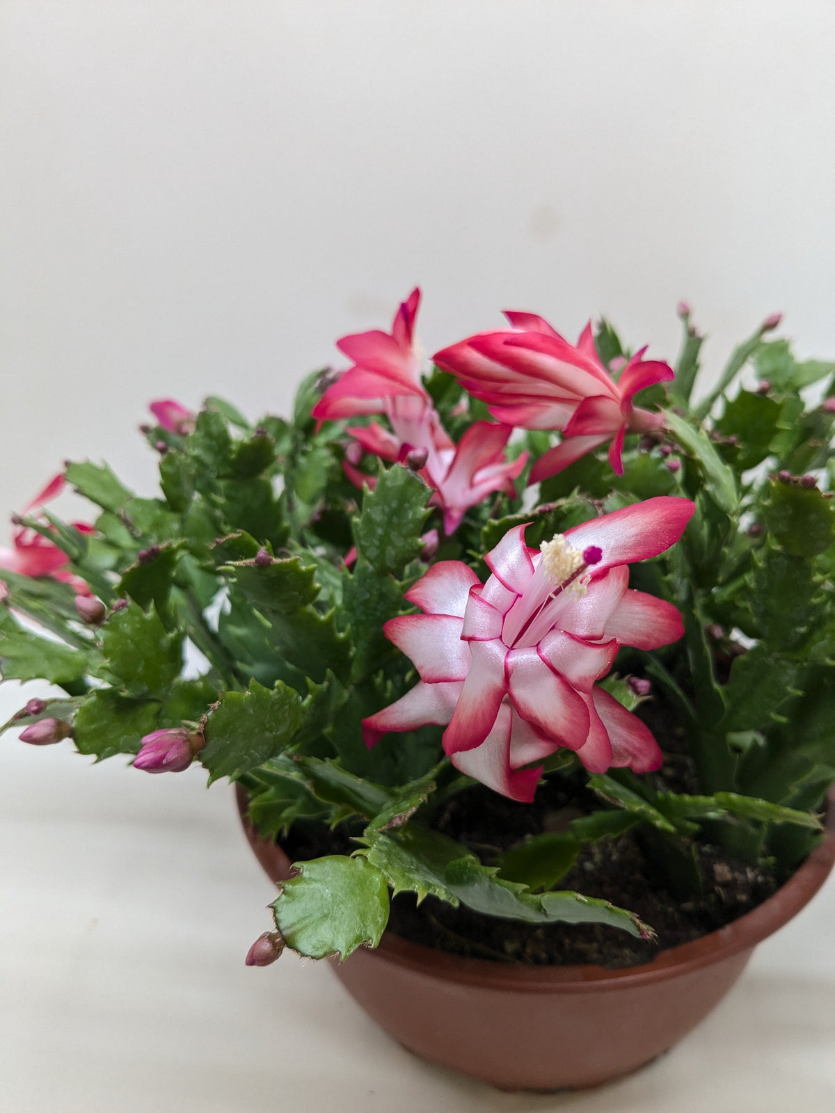 Zygocactus 'Christmas Cactus' - House Plant Shop
