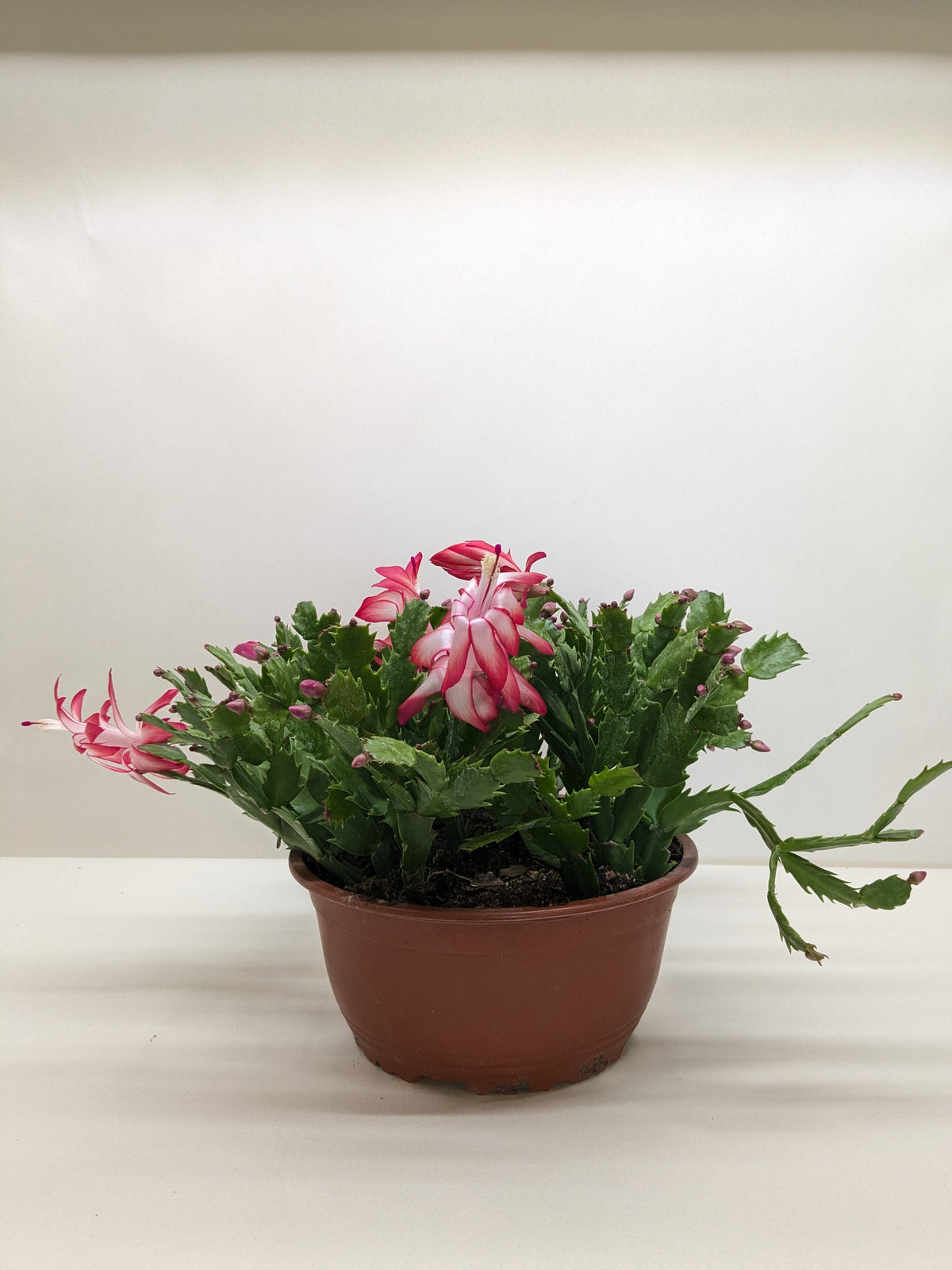 Zygocactus 'Christmas Cactus' - House Plant Shop
