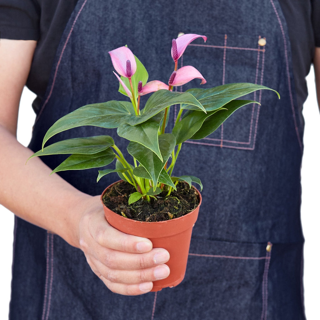Anthurium 'Purple' - House Plant Shop