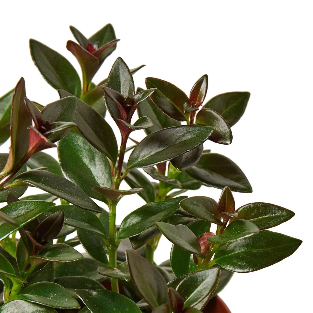 Nematanthus Black Goldfish Plant - House Plant Shop