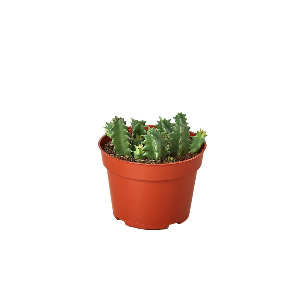Lifesaver Cactus - House Plant Shop