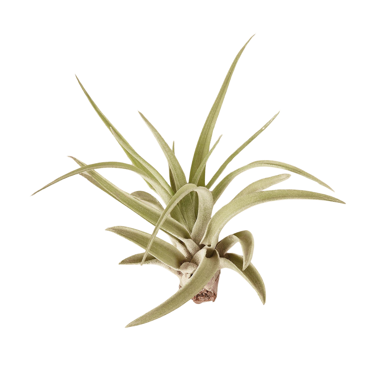 Tillandsia Air Plant Veluntina - House Plant Shop