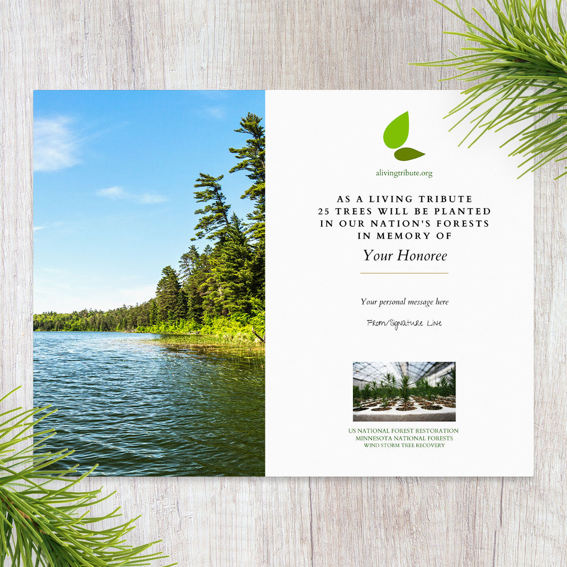 Plant a Tree for Someone in Minnesota - Memorial & Tribute Trees
