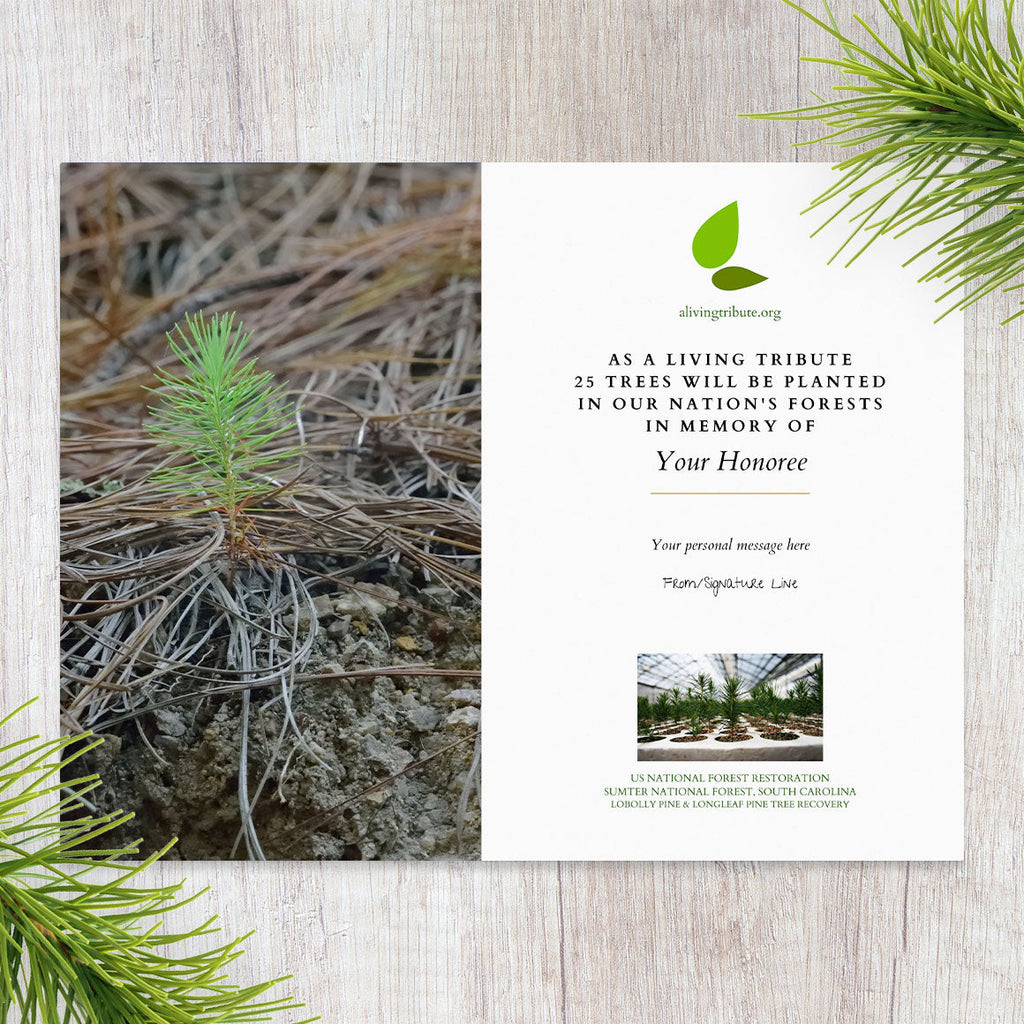 Plant a Tree for Someone in South Carolina - Memorial & Tribute Trees