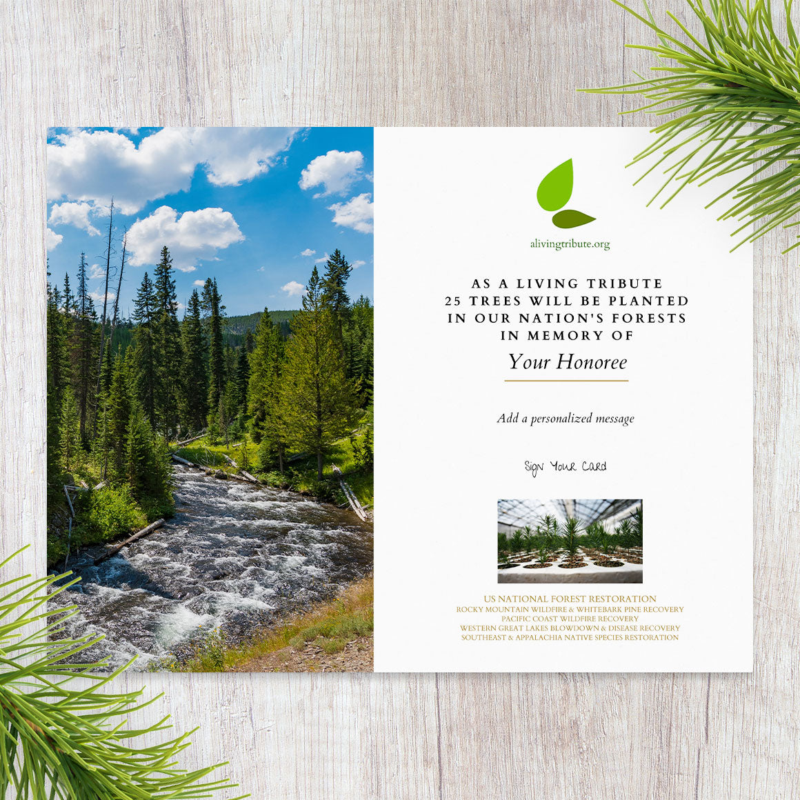 Plant a Tree in Honor of Someone - A Living Tribute Tree Gift