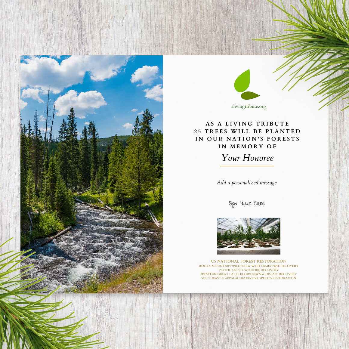 Tree Planting in a US National Forest with Mailed Commemorative Card